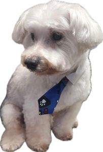 All Dogs Hair Haven photo 21