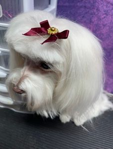All Dogs Hair Haven photo 24