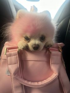 All Dogs Hair Haven photo 25