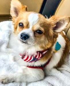 All Dogs Hair Haven photo 26