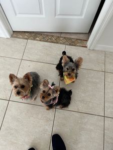 All Dogs Hair Haven photo 27