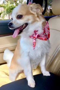 All Dogs Hair Haven photo 31