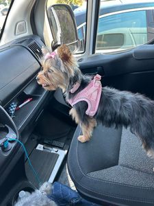 All Dogs Hair Haven photo 33