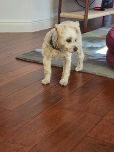 All Dogs Hair Haven photo 34