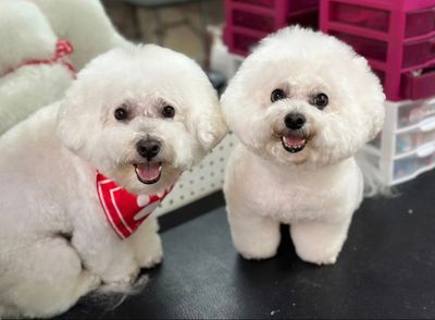 All Dogs Hair Haven photo 35