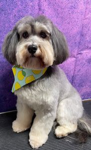 All Dogs Hair Haven photo 36