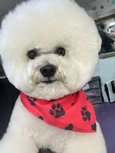 All Dogs Hair Haven photo 37