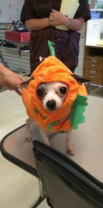 All Dogs Hair Haven photo 38