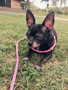 All Dogs Hair Haven photo 39