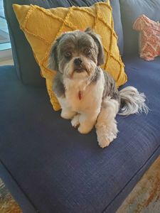 All Dogs Hair Haven photo 40