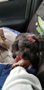 All Dogs Hair Haven photo 41