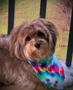 All Dogs Hair Haven photo 42