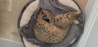 Crossroads Vet Clinic photo 6