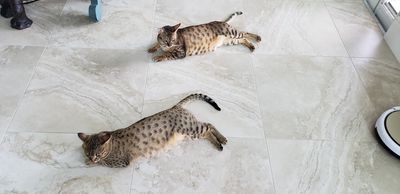 Crossroads Vet Clinic photo 8