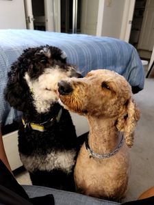 All Pets Grooming & Boarding photo 5