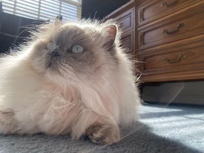 All Pets Grooming & Boarding photo 6