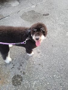 All Pets Grooming & Boarding photo 8