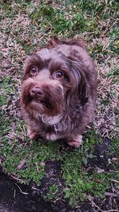 All Pets Grooming & Boarding photo 12