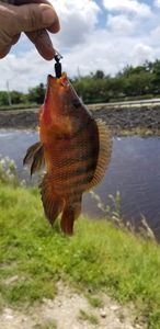 All Pets Grooming & Boarding photo 13