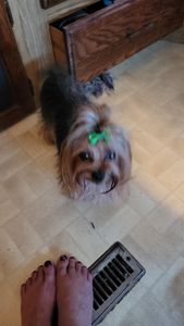 All Pets Grooming & Boarding photo 15