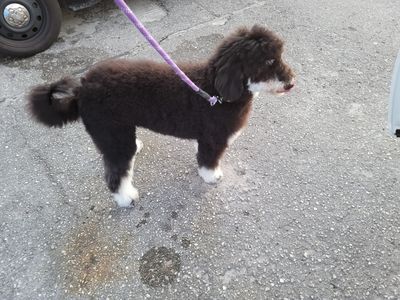 All Pets Grooming & Boarding photo 16