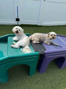 Camp Bow Wow Naples photo 3