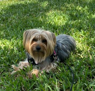 Camp Bow Wow Naples photo 4