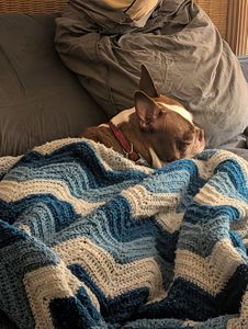 Camp Bow Wow Naples photo 6