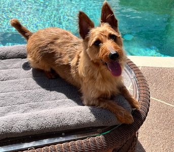 Camp Bow Wow Naples photo 11