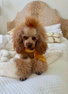 Camp Bow Wow Naples photo 12