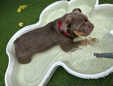 Camp Bow Wow Naples photo 13