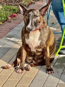 Camp Bow Wow Naples photo 15