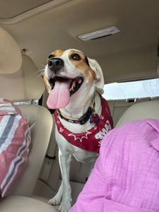 Camp Bow Wow Naples photo 17