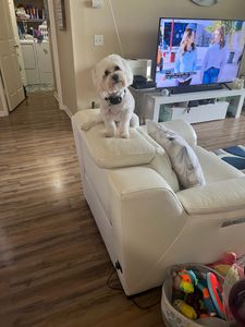 Camp Bow Wow Naples photo 19