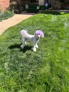 Camp Bow Wow Naples photo 20