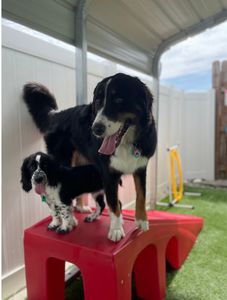 Camp Bow Wow Naples photo 21