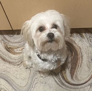 Camp Bow Wow Naples photo 22