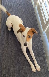 Camp Bow Wow Naples photo 23