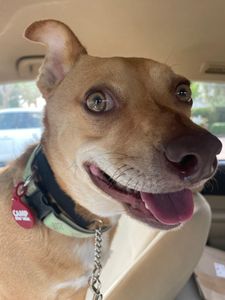 Camp Bow Wow Naples photo 24