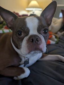 Camp Bow Wow Naples photo 25