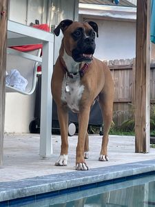 Camp Bow Wow Naples photo 26