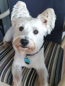 Camp Bow Wow Naples photo 27