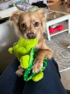 Camp Bow Wow Naples photo 28