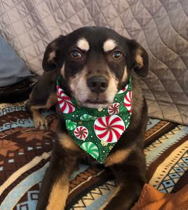 Camp Bow Wow Naples photo 29