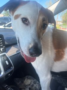 Camp Bow Wow Naples photo 31