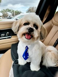 Camp Bow Wow Naples photo 32