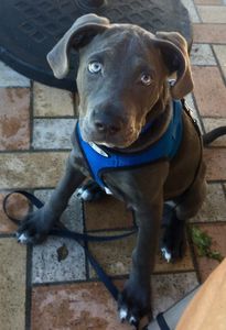 Camp Bow Wow Naples photo 33