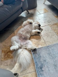 Camp Bow Wow Naples photo 34