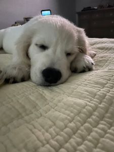 Camp Bow Wow Naples photo 37