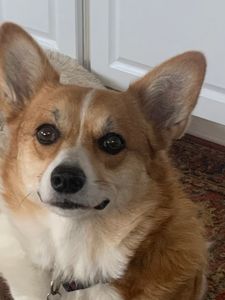 Camp Bow Wow Naples photo 38